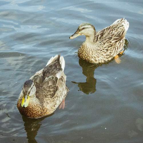 Photo #8282361