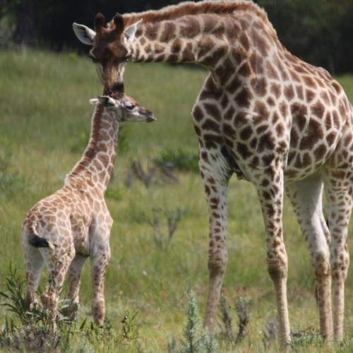 Photo #8282794