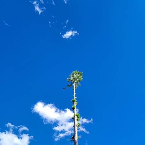 Standing Tall