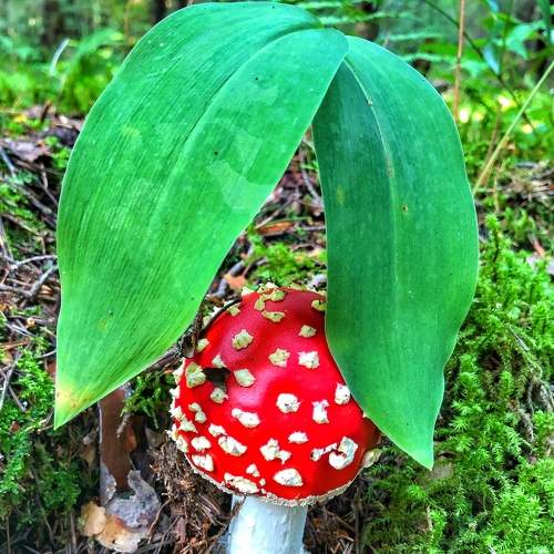 Photo #8286717