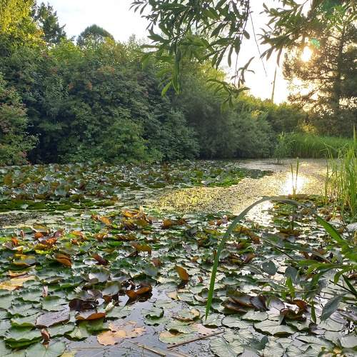 Photo #8288730