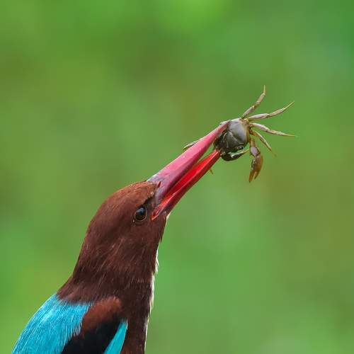 White-throated kingfisher.