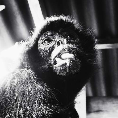 Photo #8289040