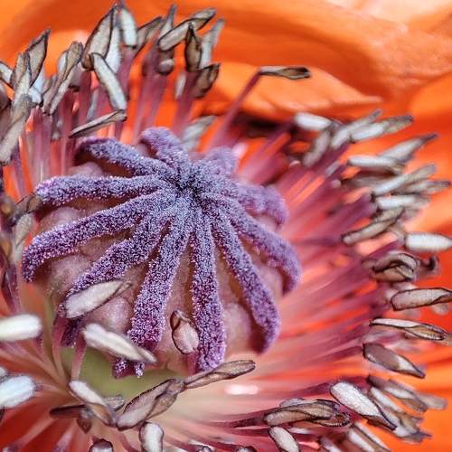 Photo #8290516