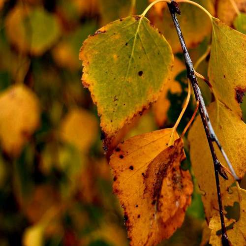 Photo #8290757