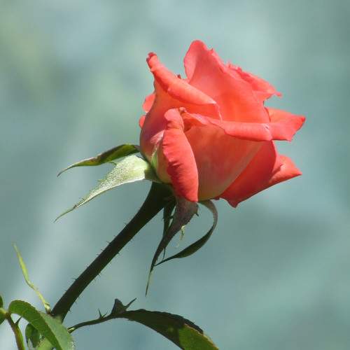 Photo #8291644
