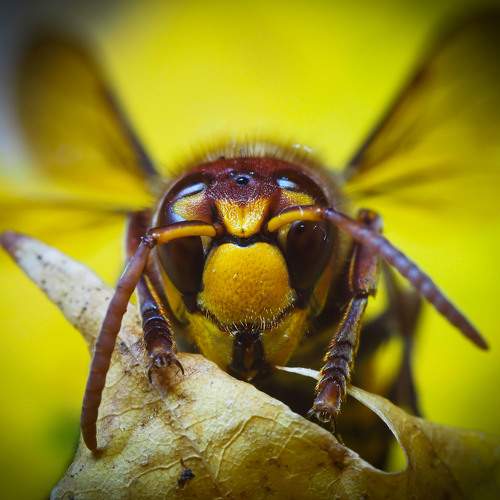 Vespa crabro