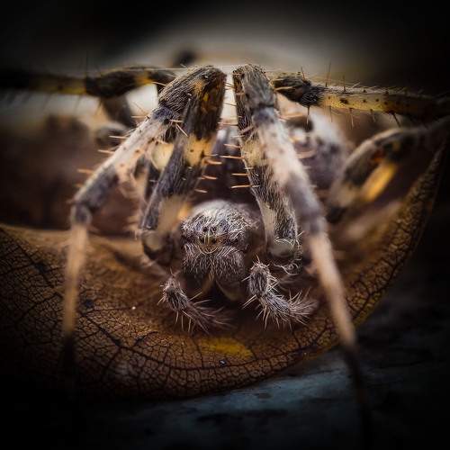Araneus diadematus