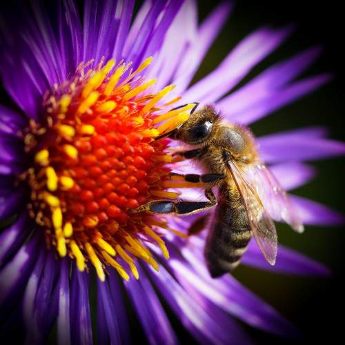 Apis mellifera