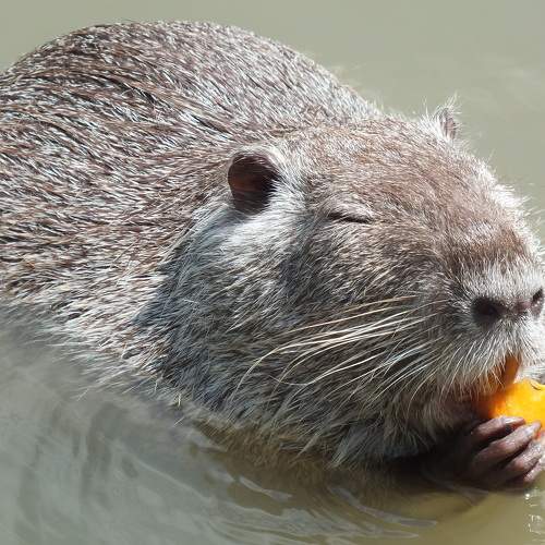 Photo #8297669
