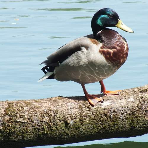 Photo #8297713