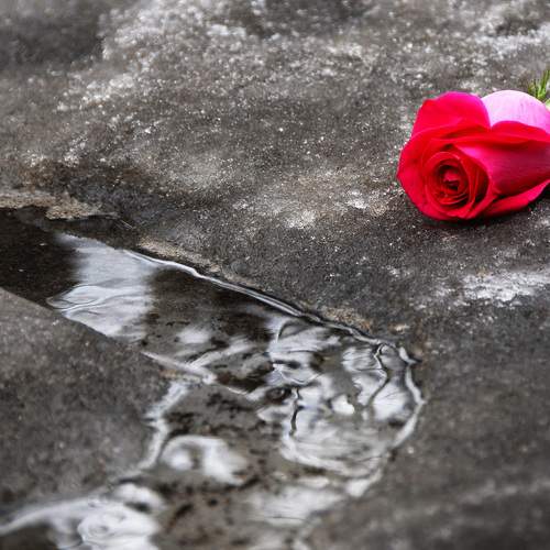 Photo #8299601