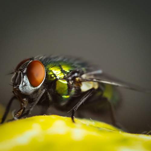 Photo #8302146