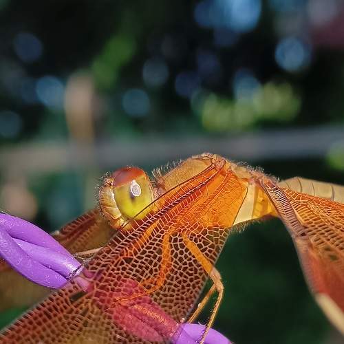 Photo #8303633