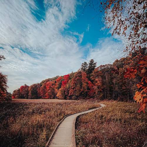 fall color