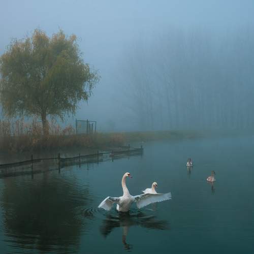 Photo #8305897