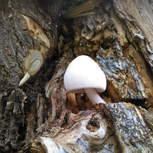 Photo #8307701