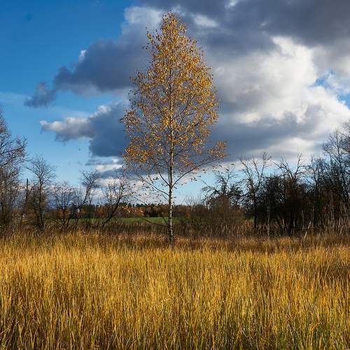 Photo #8310665