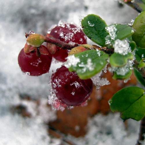 Photo #8314585
