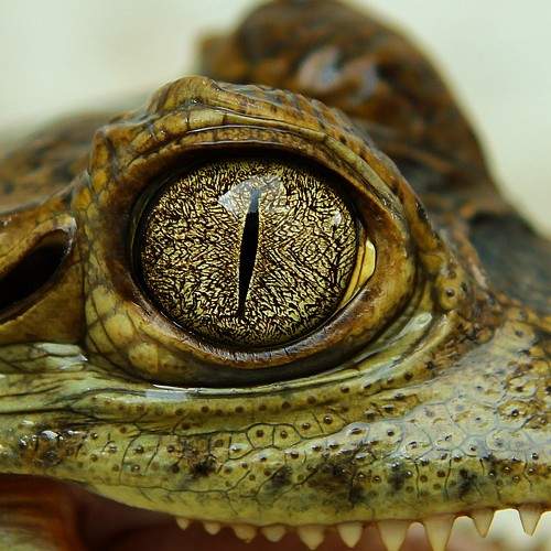 Photo #8316018