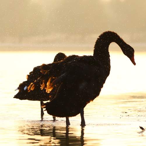 Photo #8318892