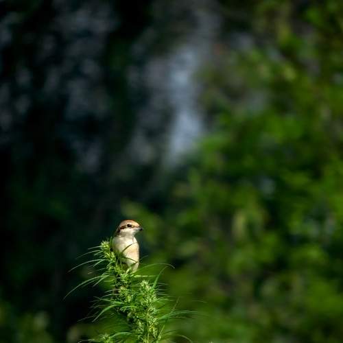 Photo #8319384