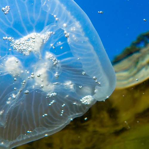 Подводный полёт