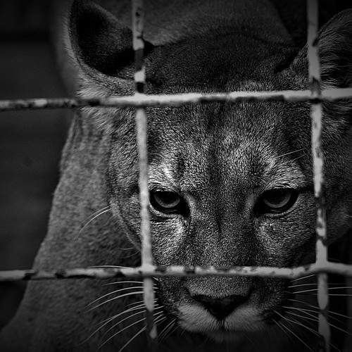 тяжело в неволе жить (hard to live in captivity )