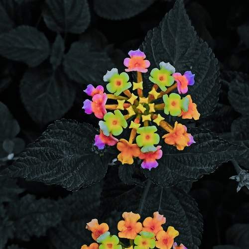 Photo #8325000