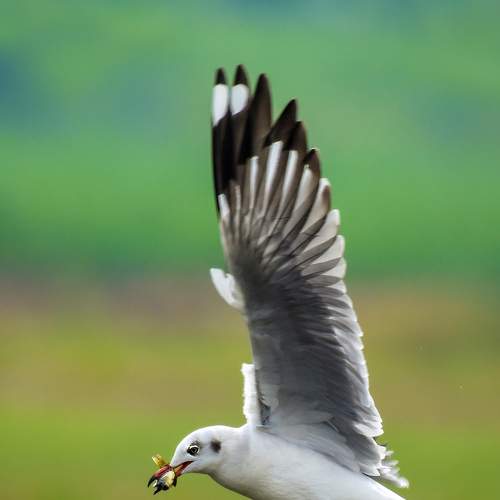 Brown-headed Gull with fish kill
