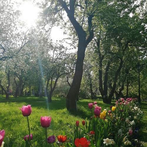 Дорога цветов
