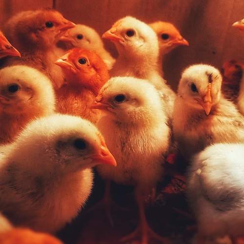 Photo #8328706
