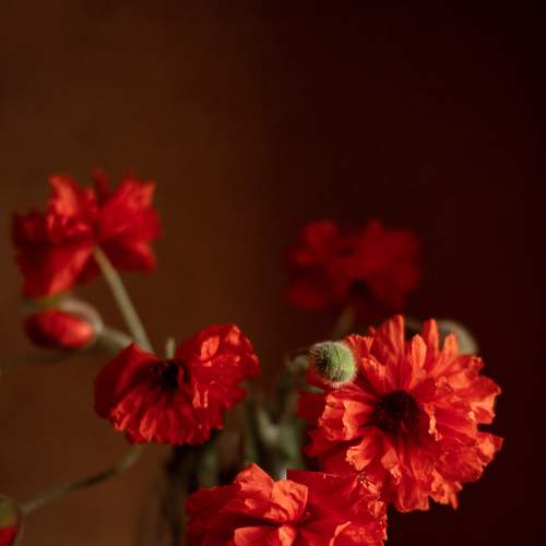 Photo #8329231