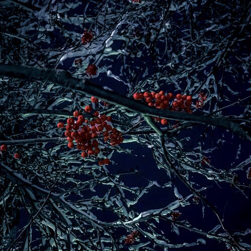 Photo #8330605
