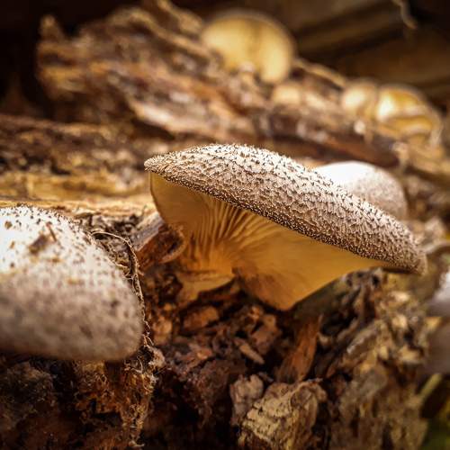Photo #8332598