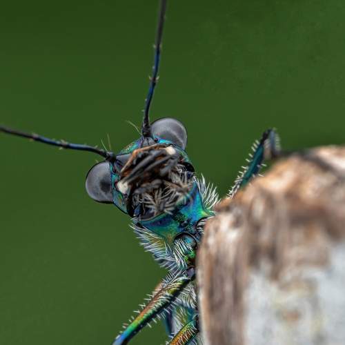 macro