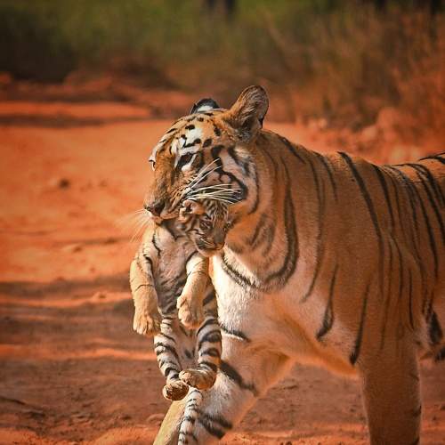 Delicate as Mother.
