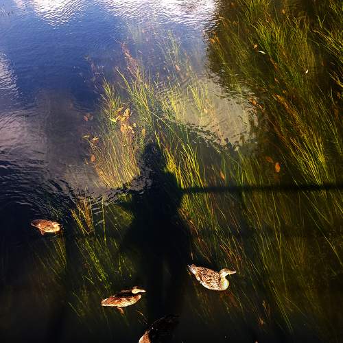 Photo #8333772