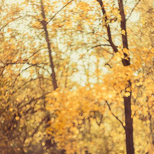 Photo #8334085