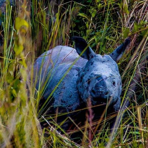 Baby Rhino