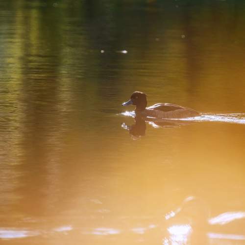 Photo #8336427
