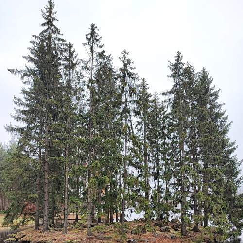 Photo #8337474