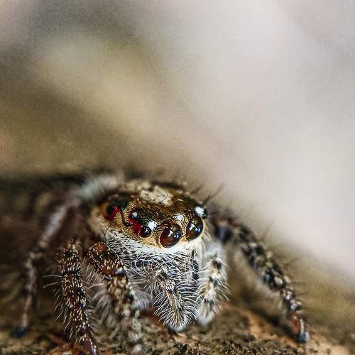Photo #8337714