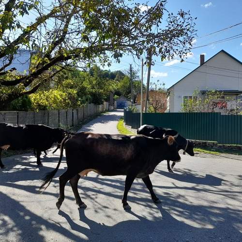 Photo #8338108