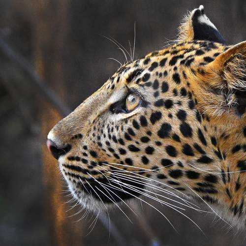 Leopardscape