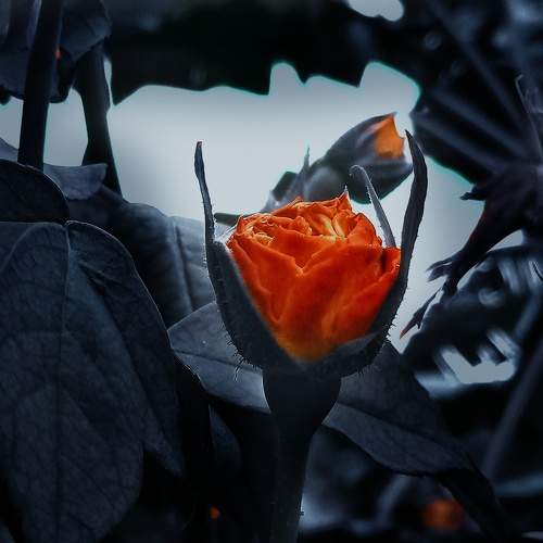 Photo #8339070