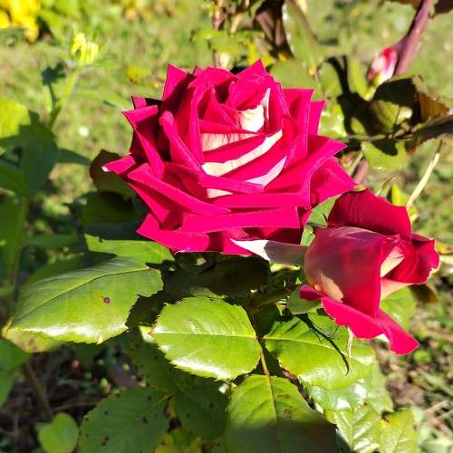 Photo #8339934