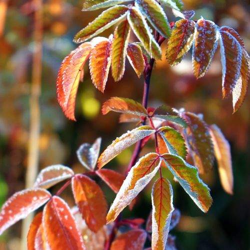 Photo #8340110