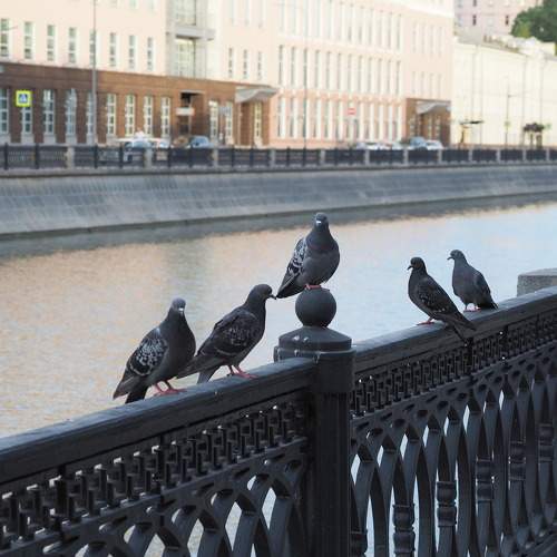Митинг