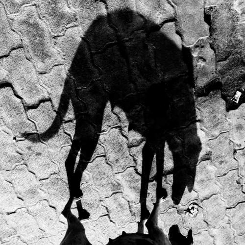 Dog Shadow